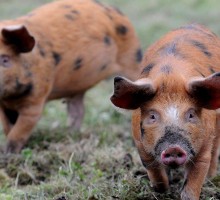 First pigs at Carlton Towers