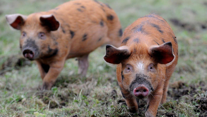 First pigs at Carlton Towers