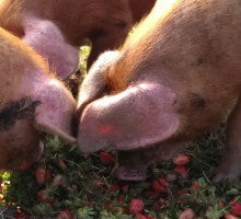 Blog pigs' favourite treats