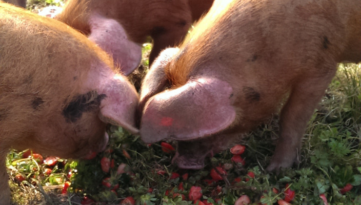 Blog pigs' favourite treats