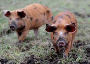 first pigs at Carlton Towers